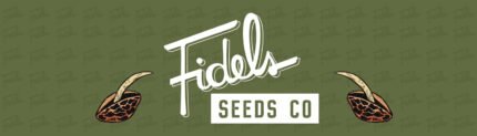 Peach Tart Regular Cannabis Seeds by Fidel’s Buds